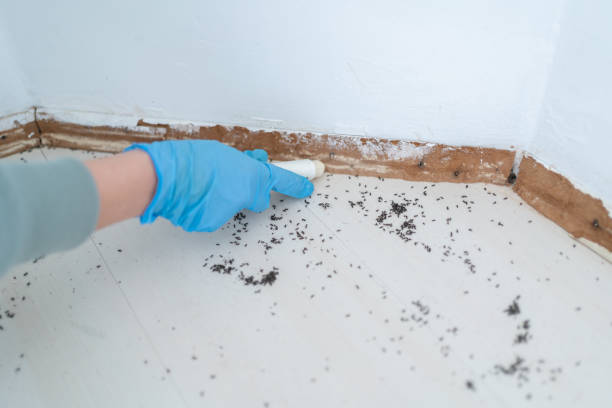 Best Affordable Pest Control Services  in Dano, CO